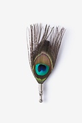 Peacock Feather