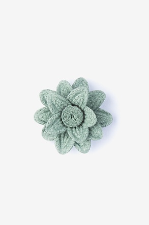 Aster