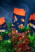 Alynn® X Owen Davey Fish Navy Blue Medium-Large Sock Photo (2)