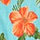 Turquoise Carded Cotton Aloha Beaches Medium-Large Sock